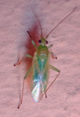 Blepharidopterus provancheri