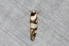 Machetis aphrobola