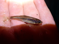 Notropis alborus