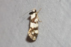 Machetis aphrobola