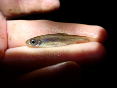 Notropis scepticus