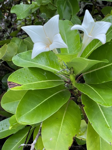 Bikkia palauensis observed 2022-07-07