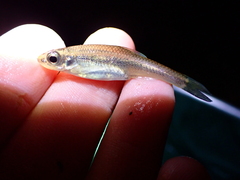 Notropis alborus