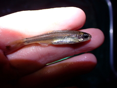 Notropis