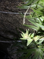Dudleya saxosa