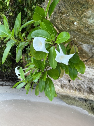 Bikkia palauensis observed 2022-07-07