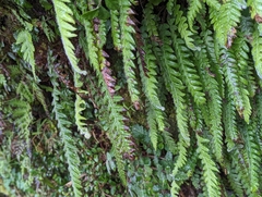 Phegopteris decursive-pinnata