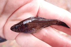 Aphredoderus sayanus