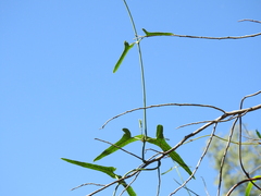 Araujia angustifolia