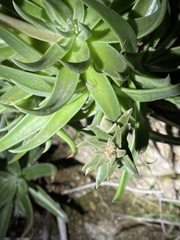 Dudleya saxosa