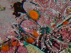 Balanophyllia elegans