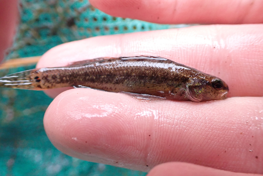 Sawcheek darter (Etheostoma serrifer) — Percidae