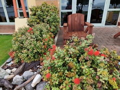 Metrosideros collina