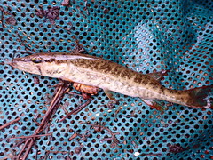 Esox americanus