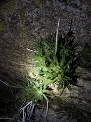 Dudleya saxosa