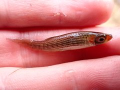 Fundulus lineolatus