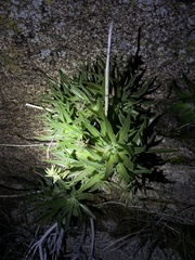 Dudleya saxosa