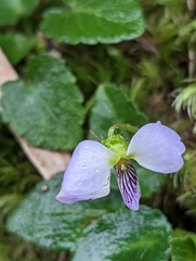 Viola nagasawae