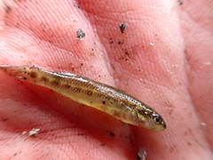 Etheostoma mariae