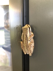 Litoria ewingii