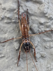 Hemideina thoracica
