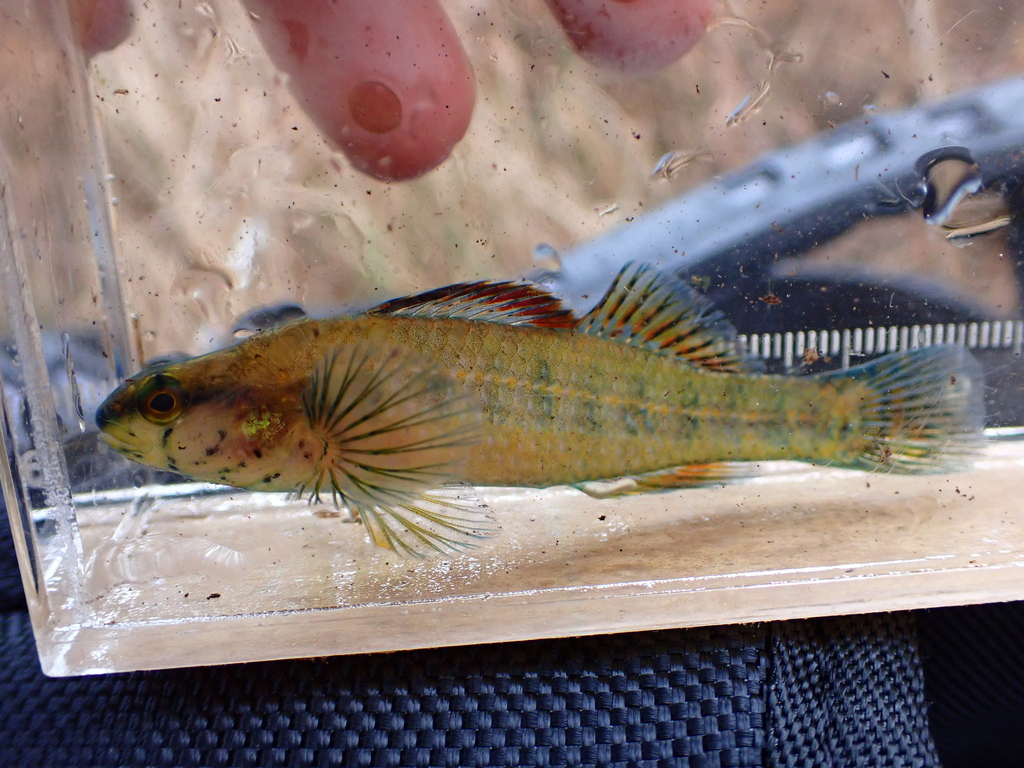Pinewoods darter (Etheostoma mariae) — Percidae