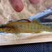 Pinewoods Darter - Photo (c) Zakqary, some rights reserved (CC BY-NC), uploaded by Zakqary