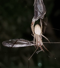 Larinia directa