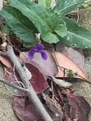 Viola inconspicua nagasakiensis