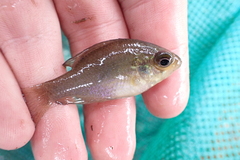 Enneacanthus gloriosus