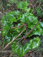 Farfugium japonicum