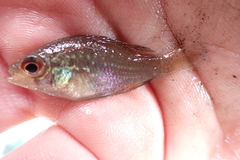 Enneacanthus gloriosus