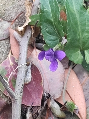 Viola inconspicua nagasakiensis