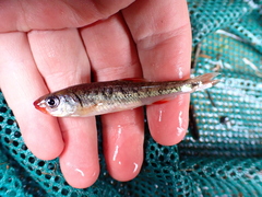 Notropis chiliticus