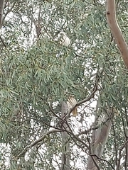 Cacatua