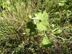 Callianthe pauciflora