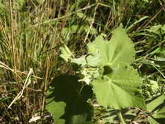 Callianthe pauciflora