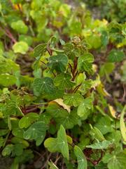 Tropaeolum tuberosum