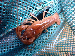 Cambarus latimanus