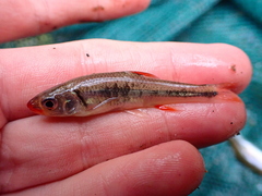 Notropis chiliticus