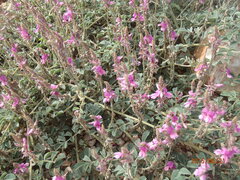 Indigofera monophylla