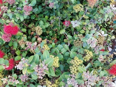 Metrosideros collina