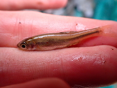 Clinostomus funduloides
