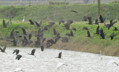 Plegadis falcinellus