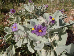 Solanum lasiophyllum