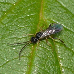Cheloninae