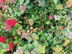 Metrosideros collina