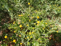 Acacia bivenosa