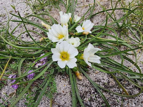 Calandrinia carolinii (Calandrinia carolinii)