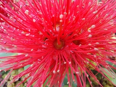 Metrosideros collina